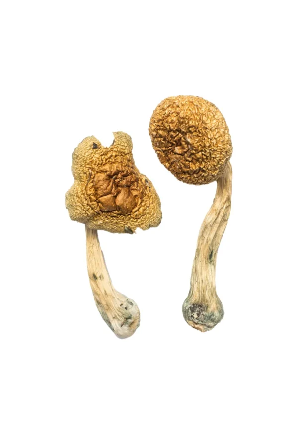 Golden mammoth mushrooms